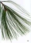 SpeciesSub: var. apulcensis
